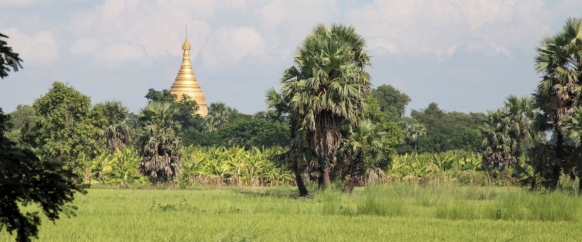 A golden stupa surrounded by lush greenery and palm trees.