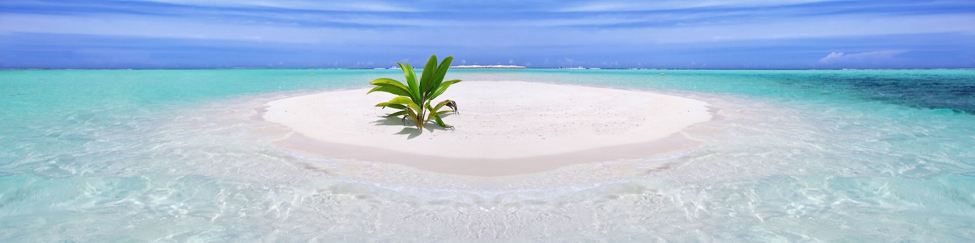 Tropical island with palm