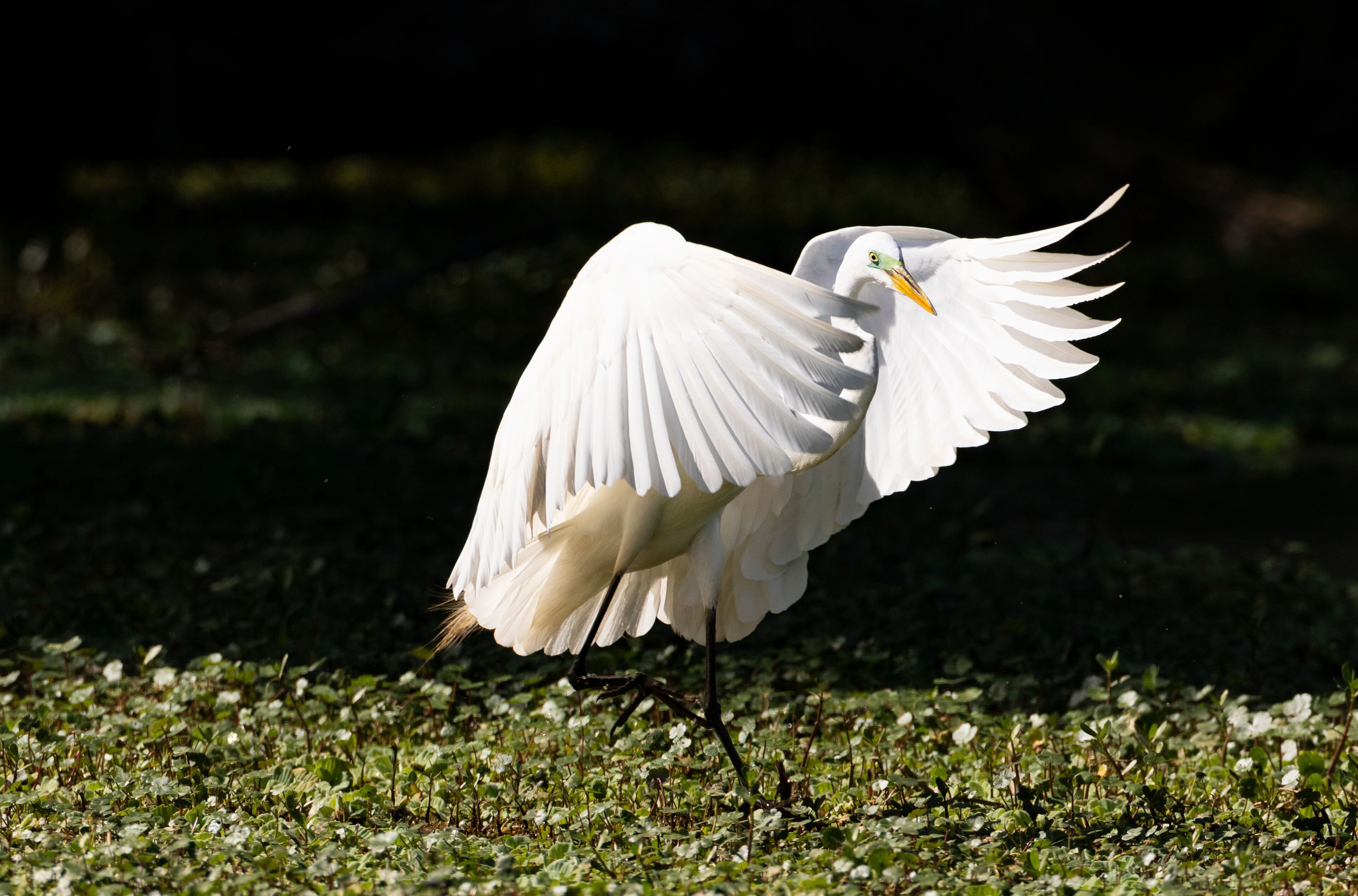 Dancing Great Egret in Courtship Plumage on Jefferson Island at Rip's Rookery in Louisiana, United States