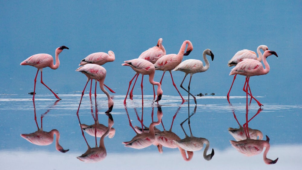 Flamingos on the lake. Kenya. Africa. Nakuru National Park. Lake Bogoria National Reserve. An excellent illustration.