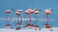 Flamingos on the lake. Kenya. Africa. Nakuru National Park. Lake Bogoria National Reserve. An excellent illustration.