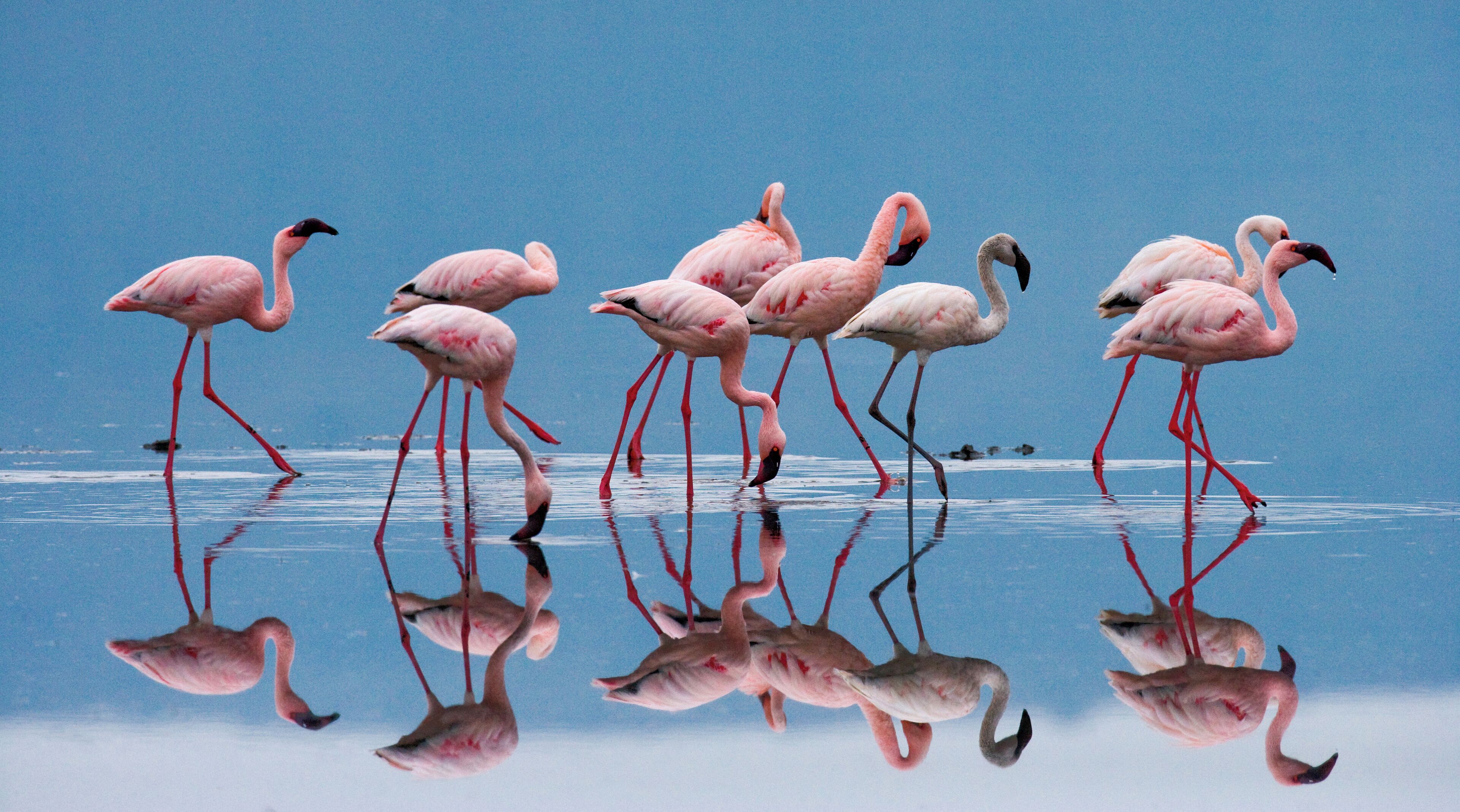A group of flamingos standing in shallow water with their reflections visible.