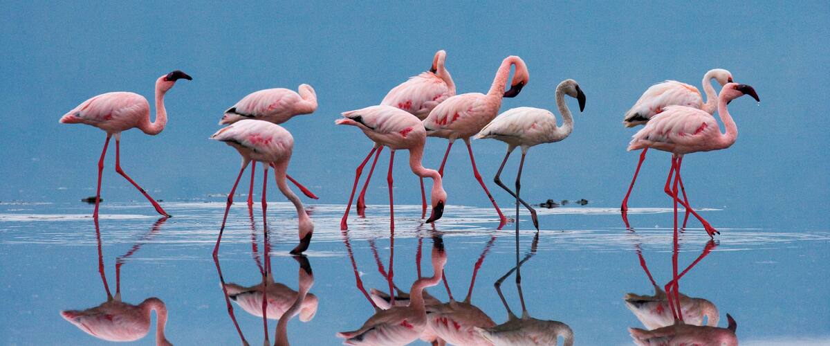 A group of flamingos standing in shallow water with their reflections visible.