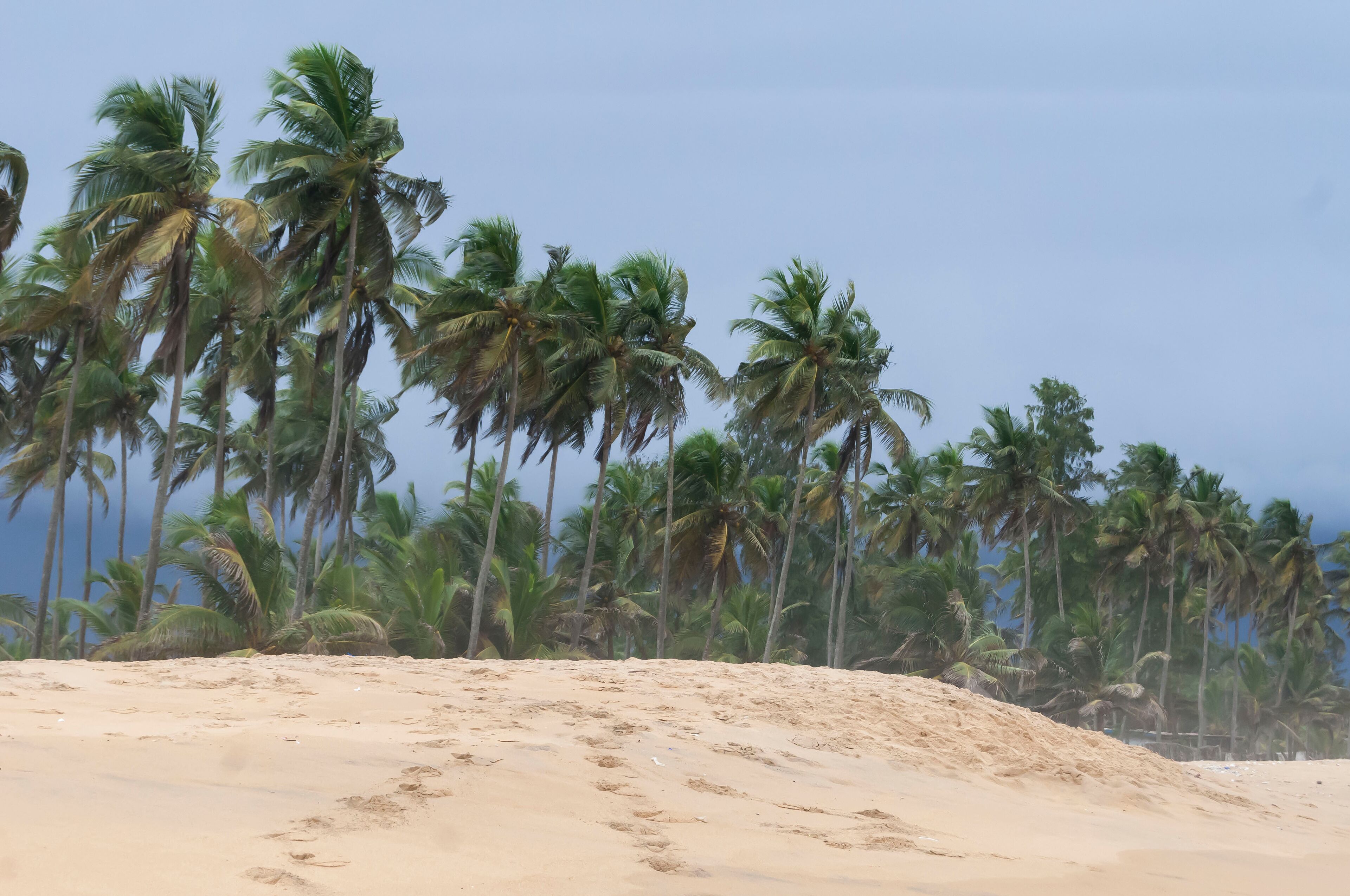 A sandy beach with palm trees in the background.