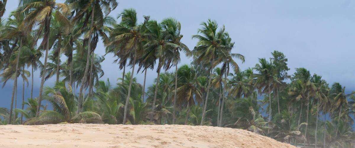 A sandy beach with palm trees in the background.