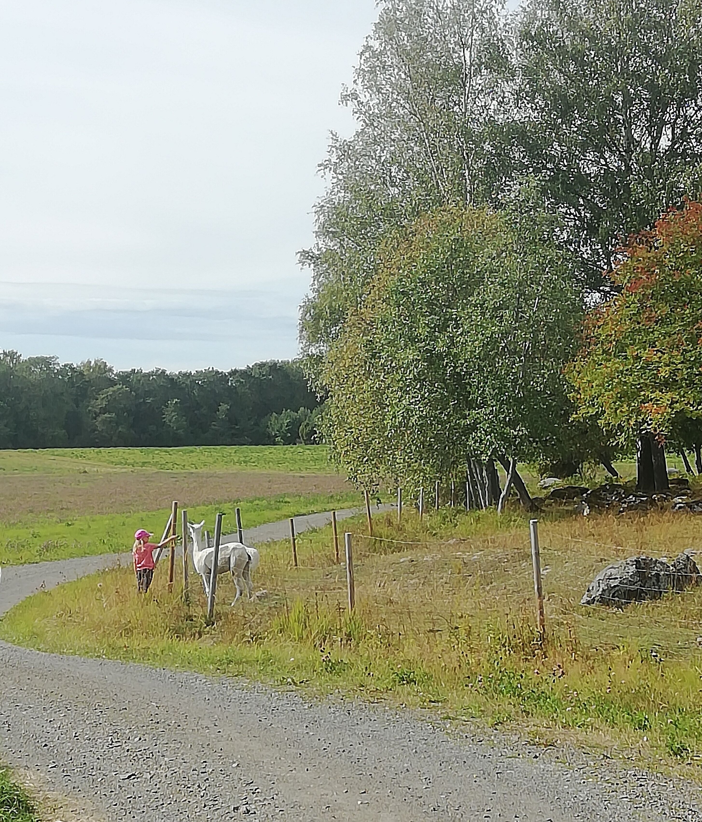 Metsänkylä Barn 
If you have old house or other building and you want to renovate it saving the original time period style, this is the place to be. They sell old building materials here. 
But we weren´t  there for building materials. They have 22 alpacas. They were so cute. And we were able to feed alpacas with grass. 
Open only Sundays from 12 to 15. , Metsänkyläntie 14, 13900 Pekola
https://www.metsankylannavetta.fi/metsankylan-alpakat/alpakkapoikamme/
