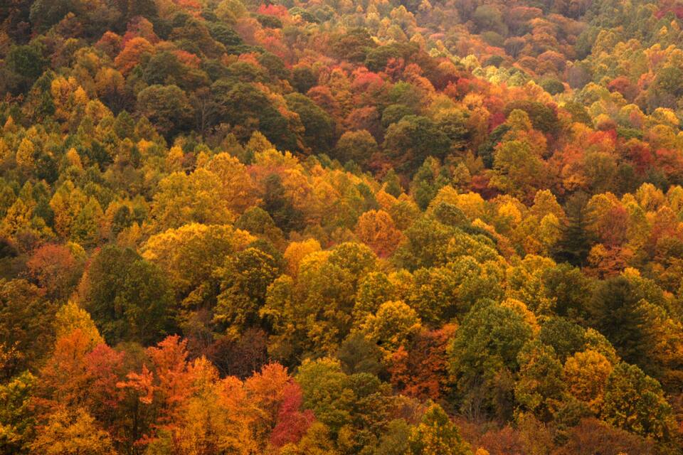 A dense forest with autumn foliage in various shades of green, yellow, and red.