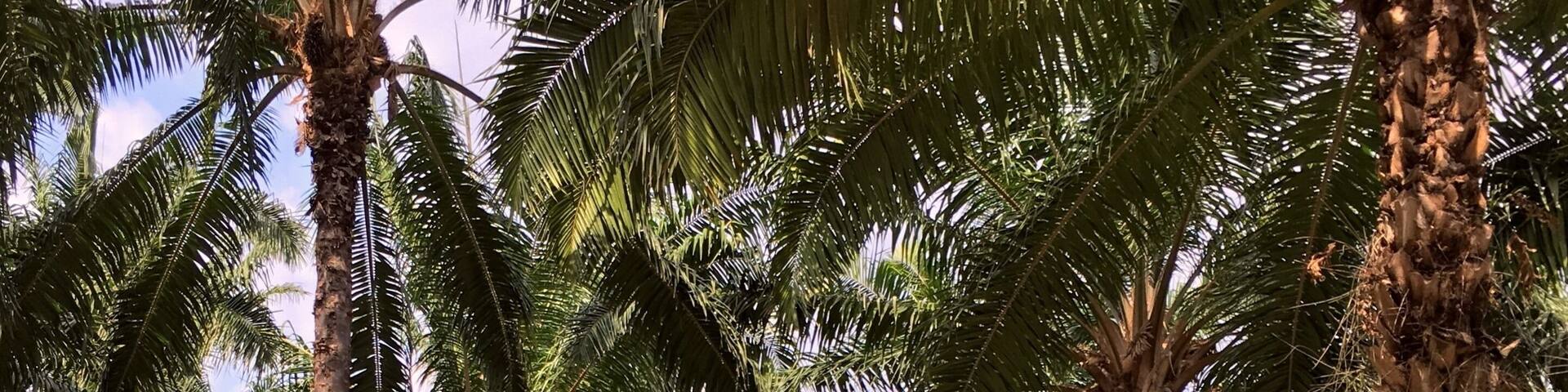 This isn’t a destination. It’s #Ontheroad to the Caribbean Coast. But it might as well should be because, on my most recent trip, this stop was one of my favorites. These are Oil Palm Tree plantations. They are majestically beautiful, amazingly tall, perfectly symmetrical in every direction and infinitely deep... It just felt good, right, perfect