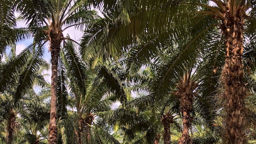 This isn’t a destination. It’s #Ontheroad to the Caribbean Coast. But it might as well should be because, on my most recent trip, this stop was one of my favorites. These are Oil Palm Tree plantations. They are majestically beautiful, amazingly tall, perfectly symmetrical in every direction and infinitely deep... It just felt good, right, perfect
