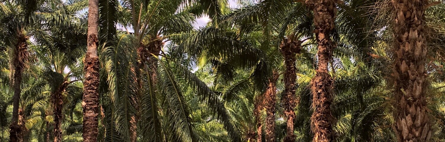 This isn’t a destination. It’s #Ontheroad to the Caribbean Coast. But it might as well should be because, on my most recent trip, this stop was one of my favorites. These are Oil Palm Tree plantations. They are majestically beautiful, amazingly tall, perfectly symmetrical in every direction and infinitely deep... It just felt good, right, perfect