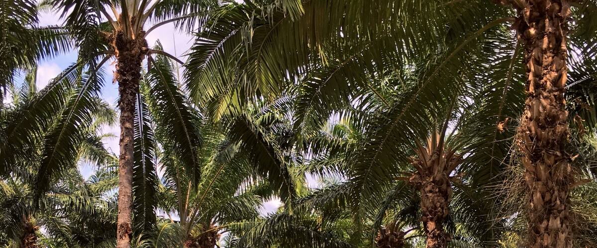 A person standing on a dirt path surrounded by tall palm trees.