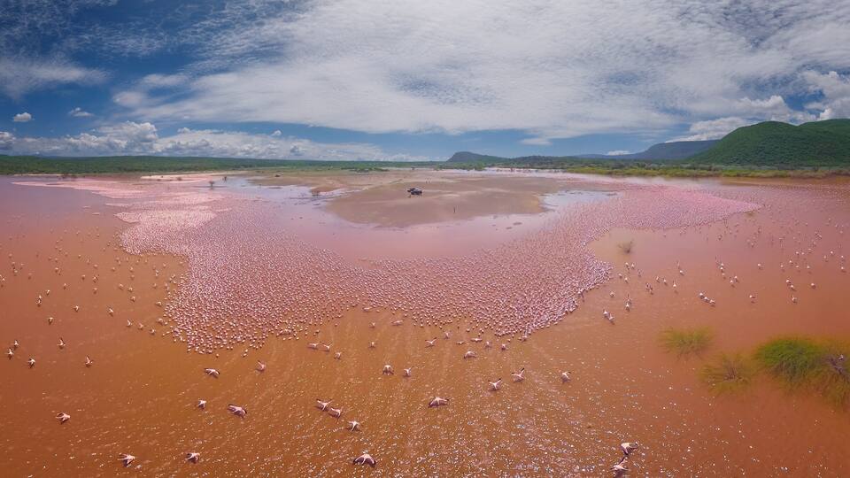 Aerial panoramic view of Pink Flamingo in Lake Bogoria, Baringo district, Kenya.