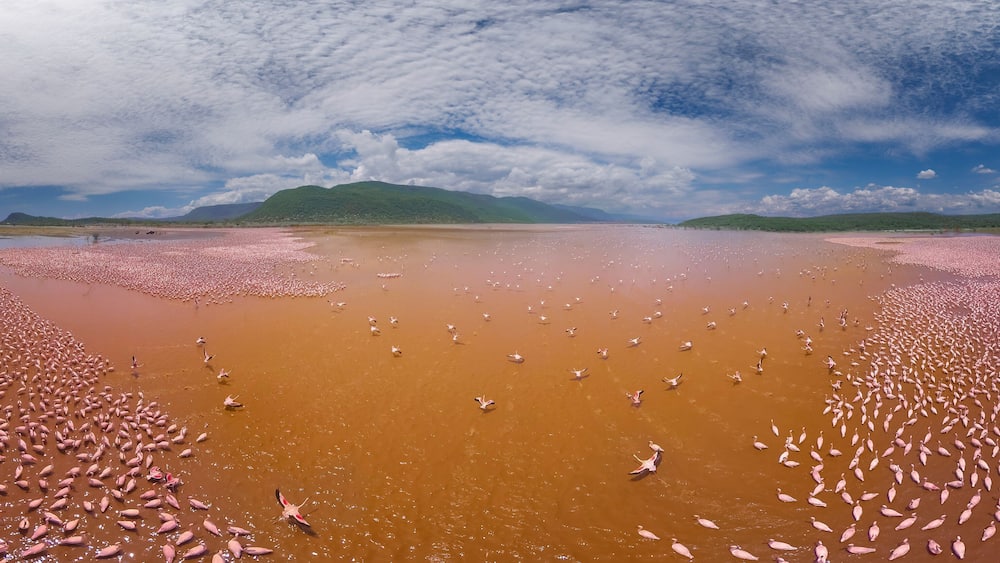 Aerial panoramic view of Pink Flamingo in Lake Bogoria, Baringo district, Kenya.