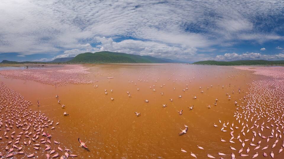 Aerial panoramic view of Pink Flamingo in Lake Bogoria, Baringo district, Kenya.