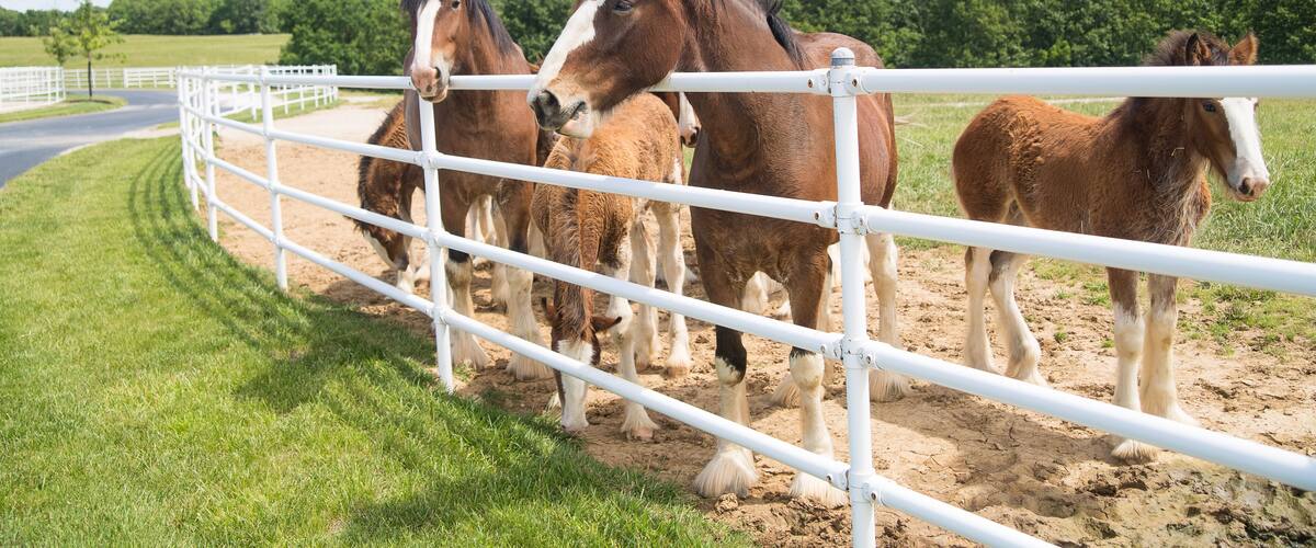 Boonville, MO - May 30, 2017: A group of mares and young Clydesdales being raised at Anheuser-Busch Warm Springs Ranch