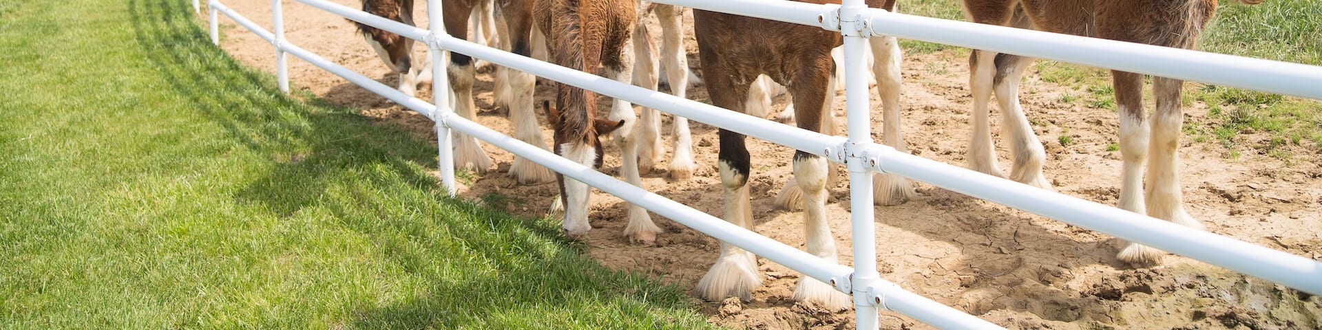 Boonville, MO - May 30, 2017: A group of mares and young Clydesdales being raised at Anheuser-Busch Warm Springs Ranch