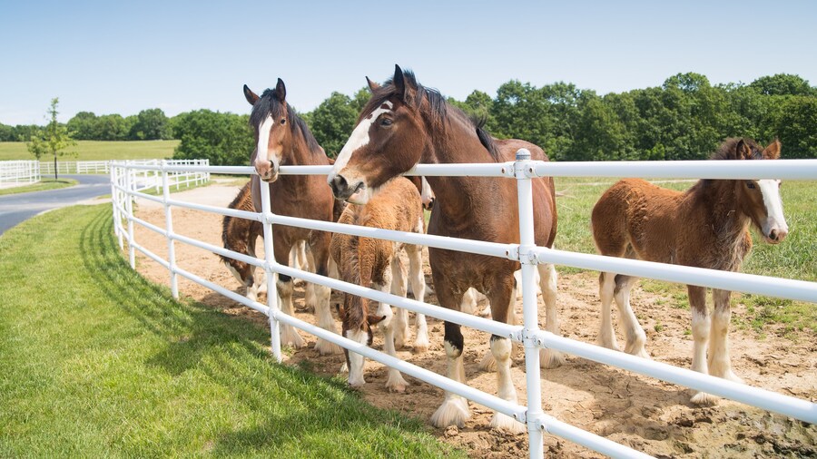 Boonville, MO - May 30, 2017: A group of mares and young Clydesdales being raised at Anheuser-Busch Warm Springs Ranch