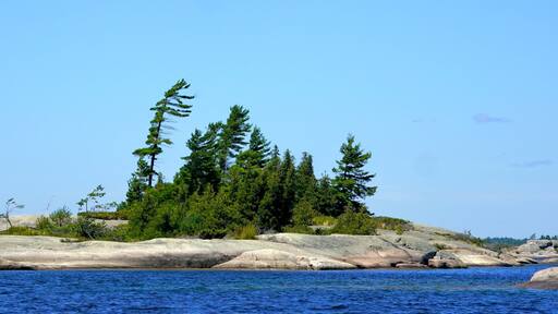 Windswept Pine trees on weathered granite island in Georgian Bay Ontario Canada