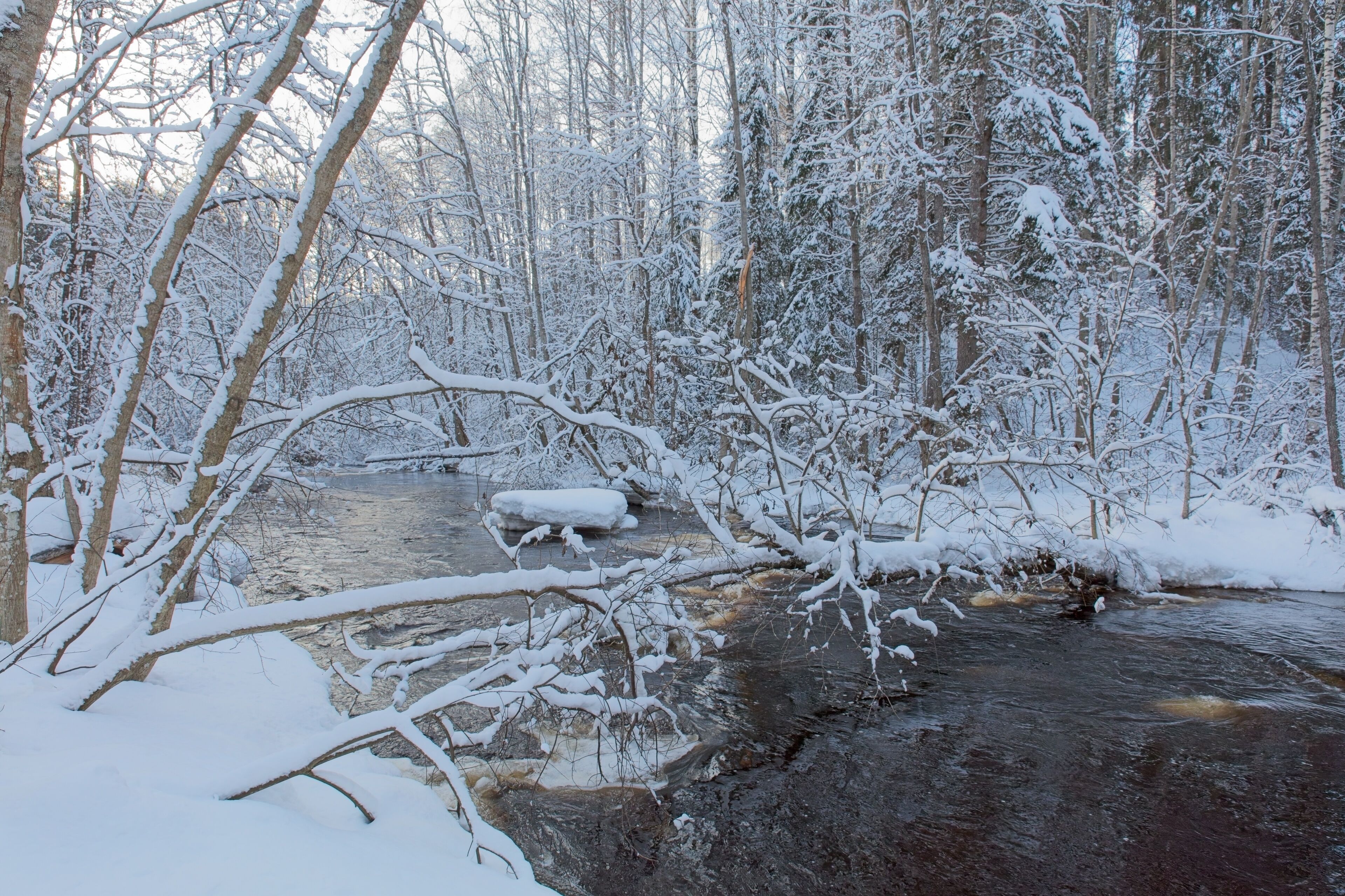 A snow-covered forest with a stream.