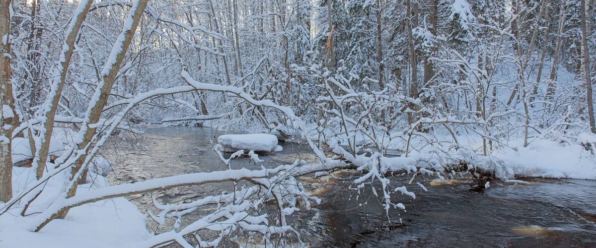 A snow-covered forest with a stream.