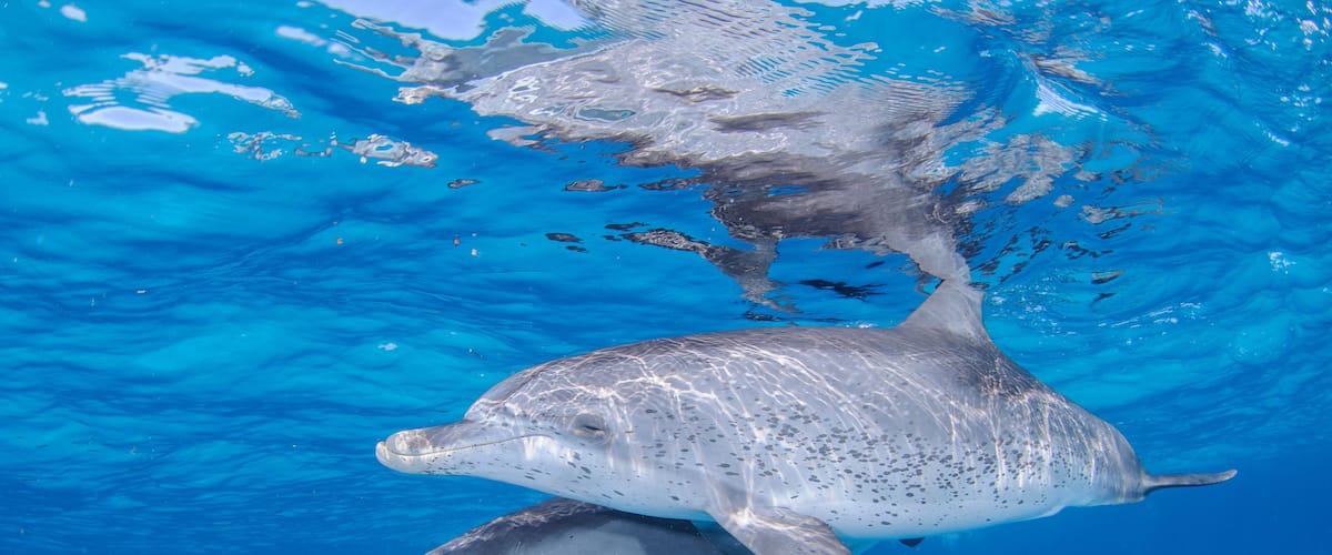 Two dolphins swimming underwater with clear blue water.