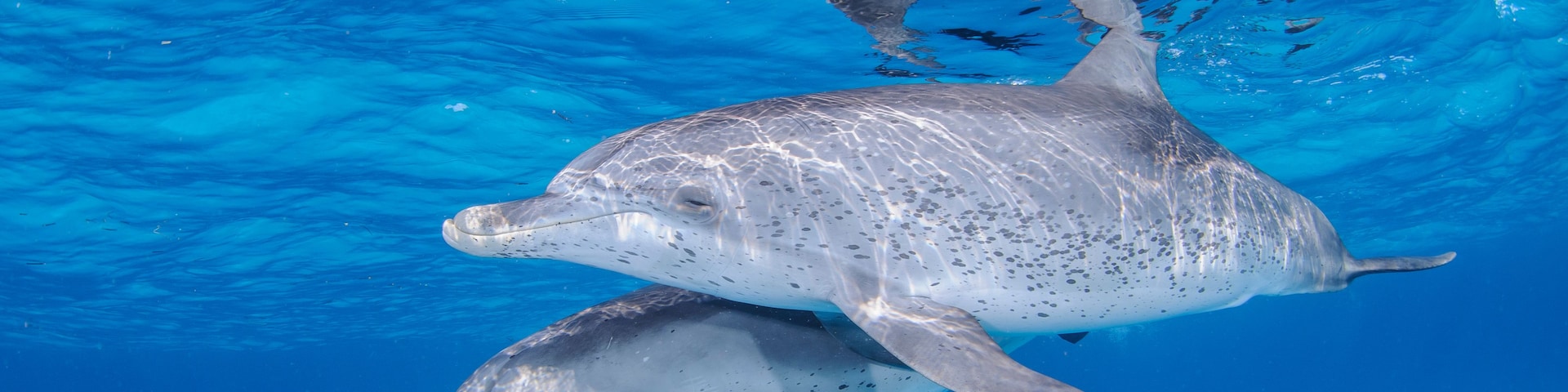 Dos delfines nadando bajo el agua en aguas azul cristalino.