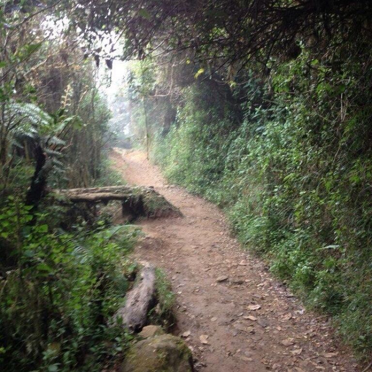 A narrow forest path with dense foliage on both sides and large rocks in the middle.