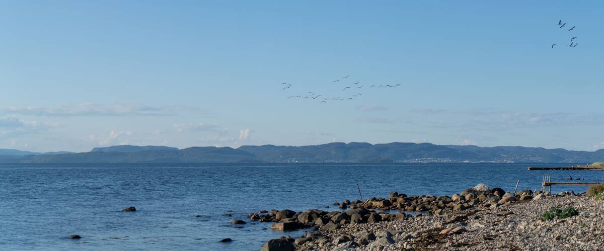 A rocky shoreline with a clear blue sky, distant mountains, and a group of birds flying.