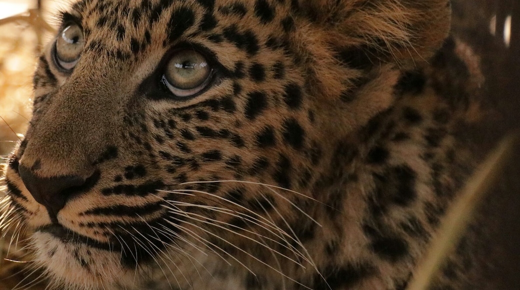 My very first encounter with wild Leopard cub rescued by forest department guys....hats off🎩
#leopardcub#rajajinationalpark#uttarakhand#india#travelbazzinga#trover#wildlife