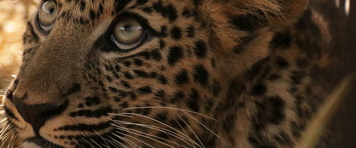 My very first encounter with wild Leopard cub rescued by forest department guys....hats off🎩
#leopardcub#rajajinationalpark#uttarakhand#india#travelbazzinga#trover#wildlife