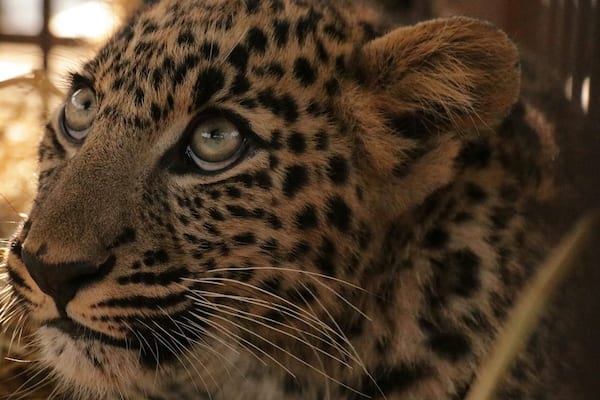 My very first encounter with wild Leopard cub rescued by forest department guys....hats offđ©
#leopardcub#rajajinationalpark#uttarakhand#india#travelbazzinga#trover#wildlife