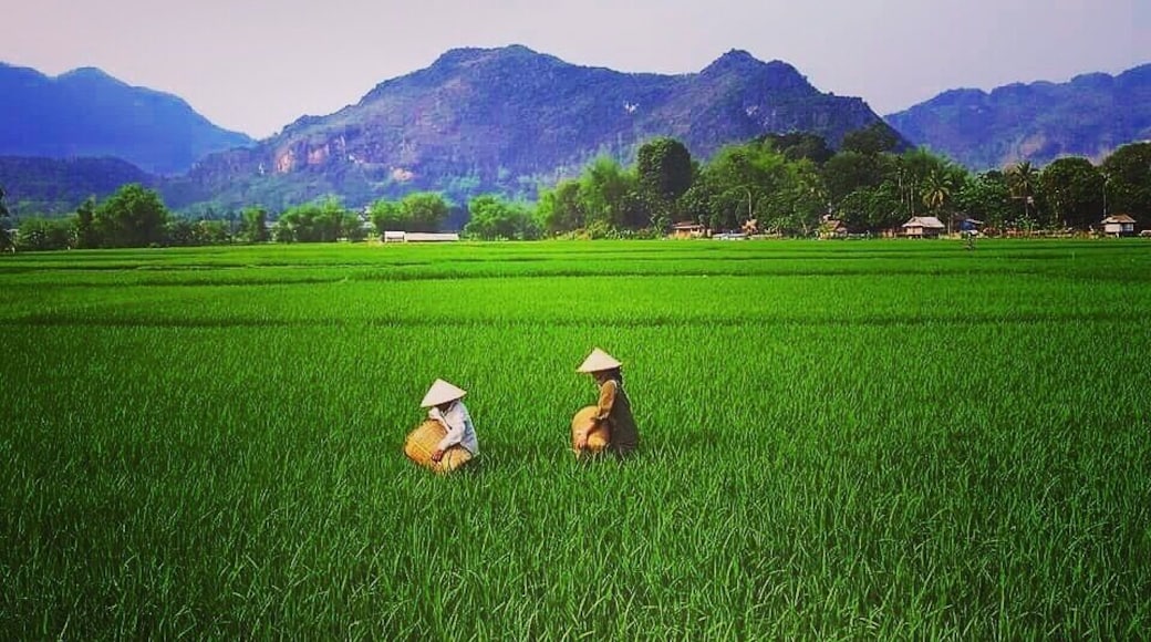 #SprinFun #TroveOn
Rice fields in Mai Chau, Vietnam. Gorgeous views!