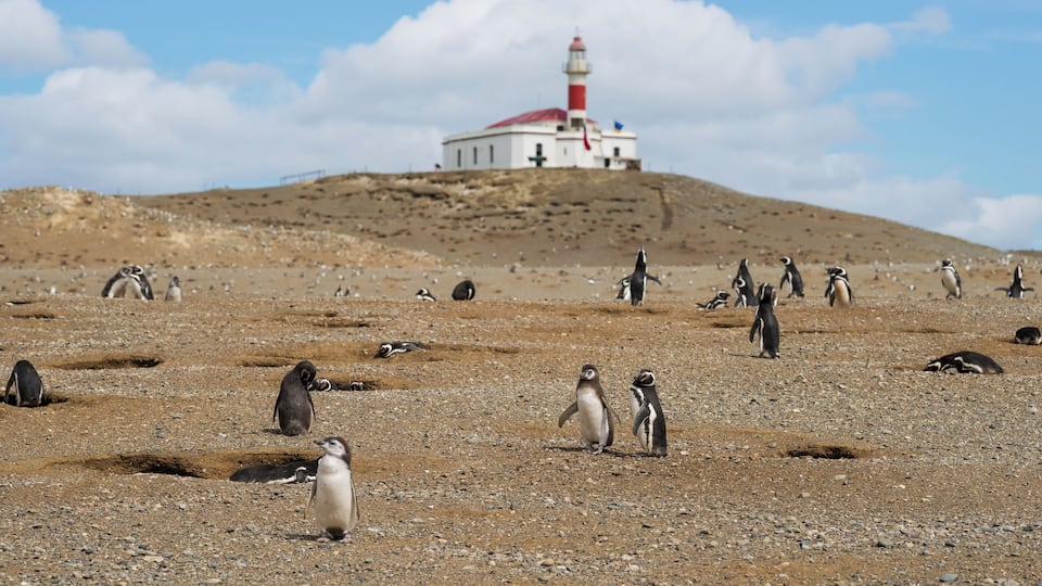 A rocky landscape with penguins and a lighthouse in the background.
