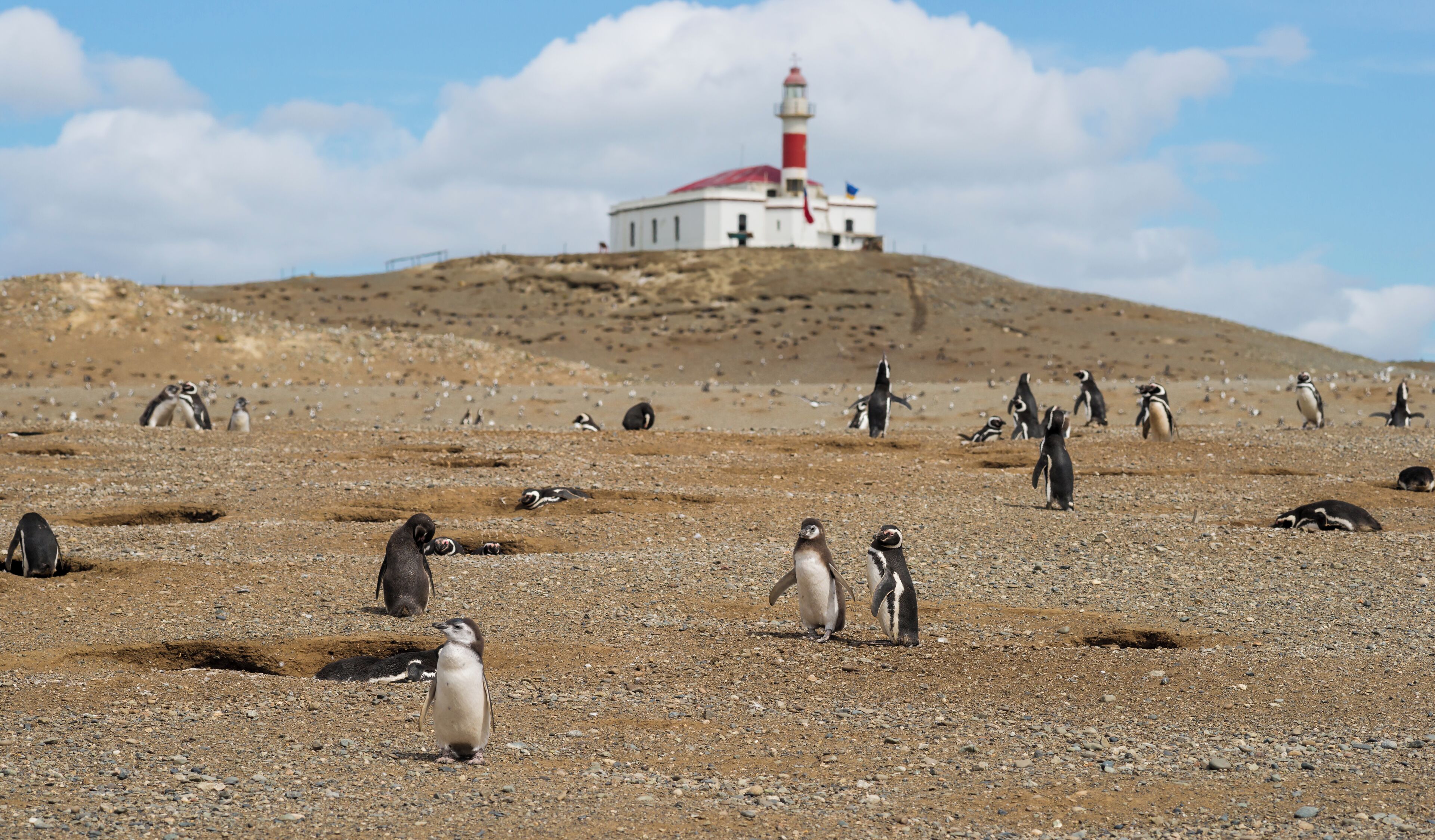 A rocky landscape with penguins and a lighthouse in the background.