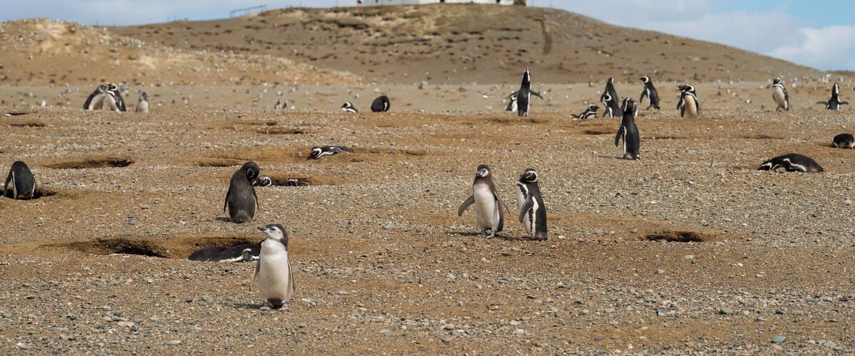 A rocky landscape with penguins and a lighthouse in the background.