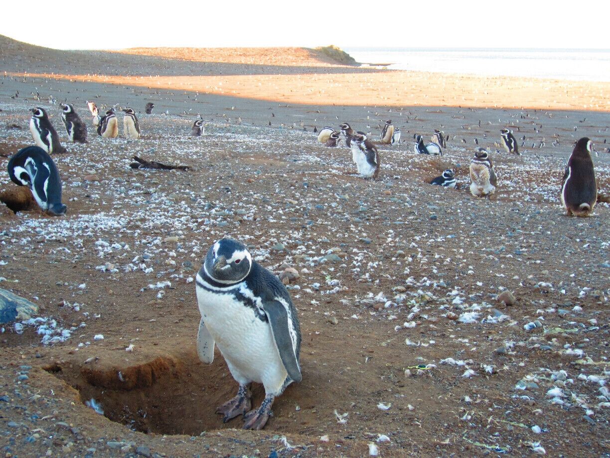 Fantastic park to observe penguins. These guys are very cute! The island about an hour or so by boat from Punta Arenas.  