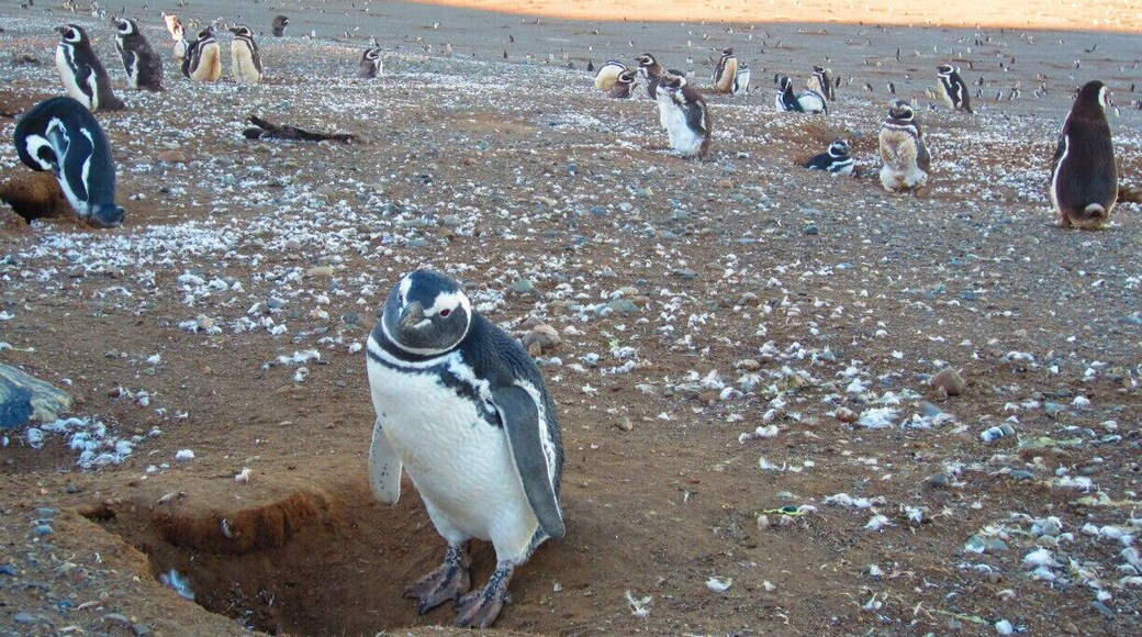 Fantastic park to observe penguins. These guys are very cute! The island about an hour or so by boat from Punta Arenas.