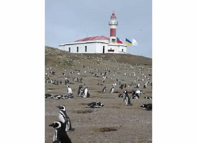It's crazy to walk around this many (or any) penguins!  They are adorable!  Smelly and noisy beyond belief!  Don't miss the  opportunity if you get it