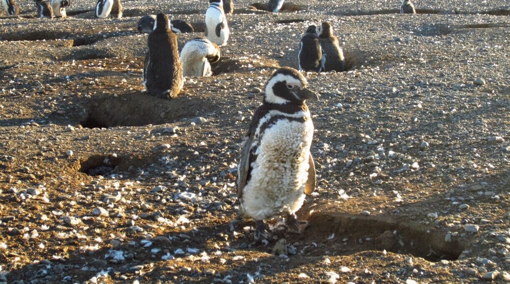 Over 120, 000 penguins mate on the island