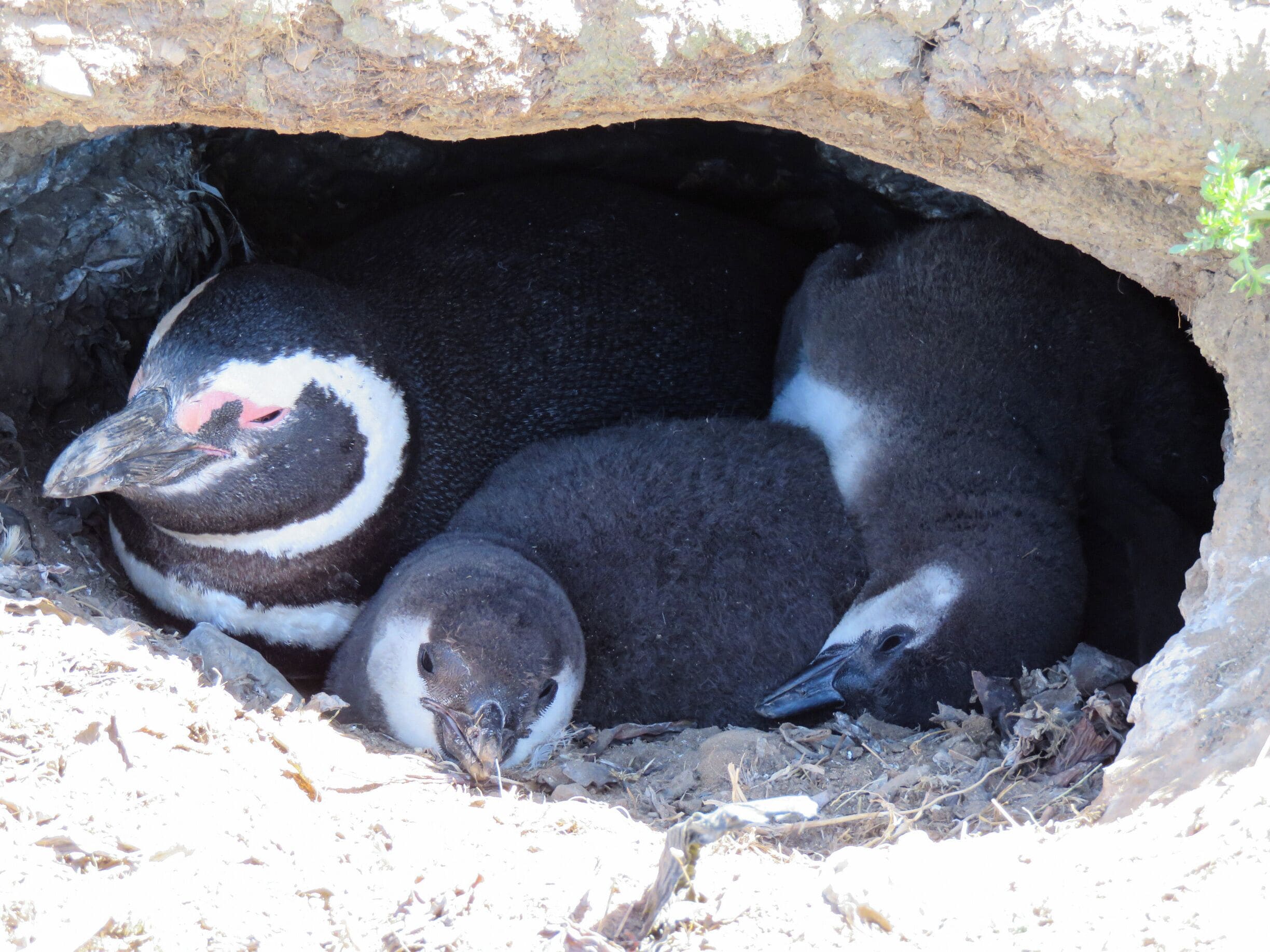 The babies were just a month or two old