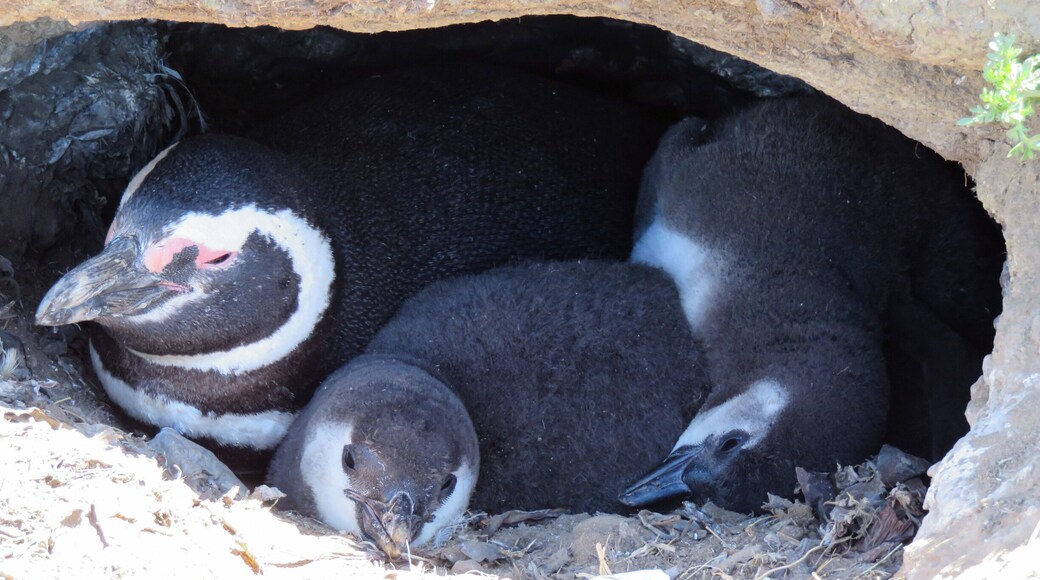 The babies were just a month or two old