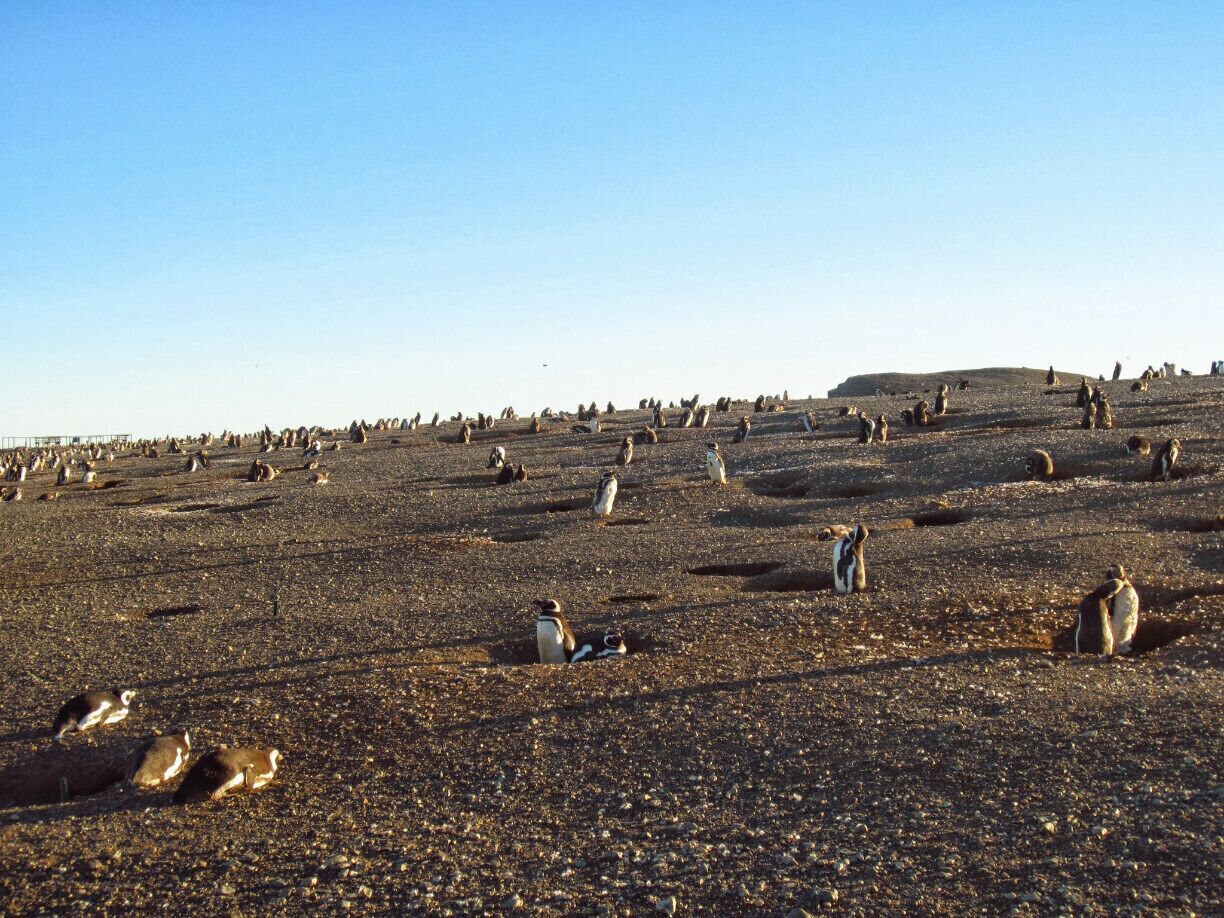 Typically the last tour to the island is by mid-March, therefore, plan your visit accordingly. In February the penguin colony is the largest as it is their mating season.
