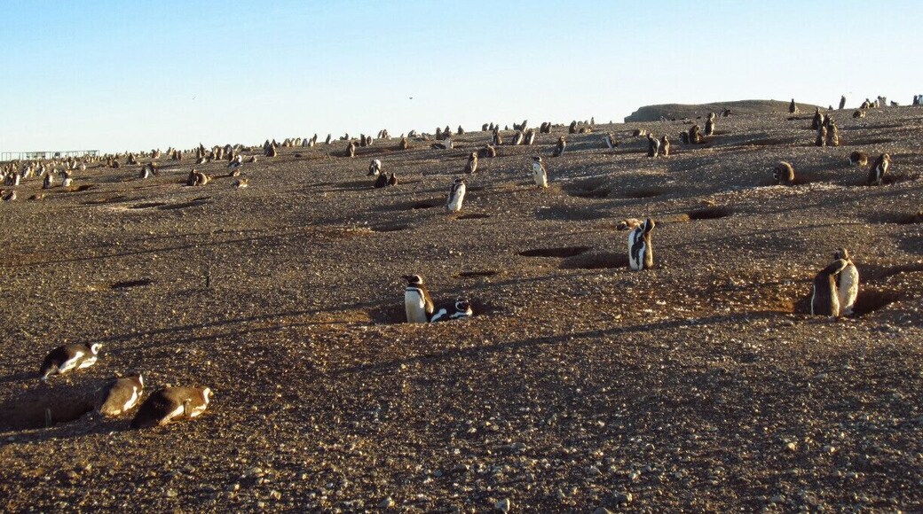 Typically the last tour to the island is by mid-March, therefore, plan your visit accordingly. In February the penguin colony is the largest as it is their mating season.