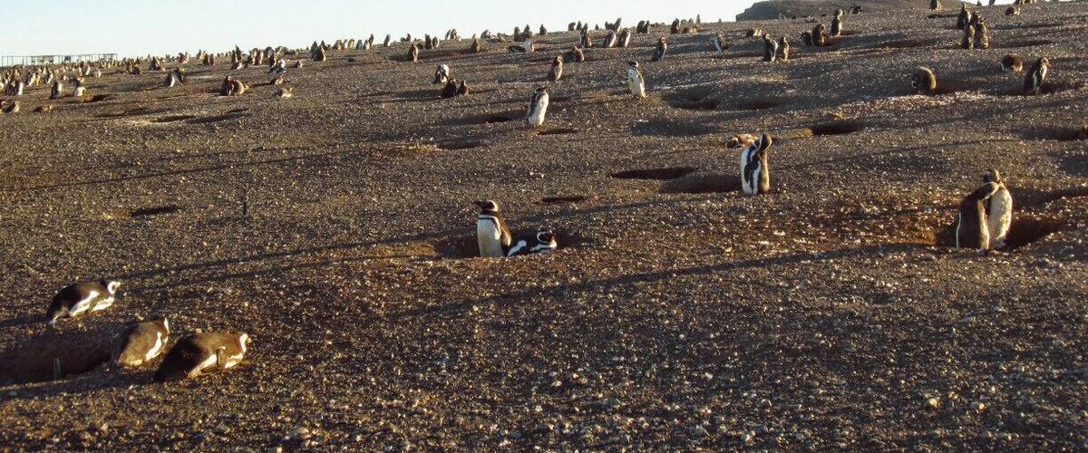 Typically the last tour to the island is by mid-March, therefore, plan your visit accordingly. In February the penguin colony is the largest as it is their mating season.