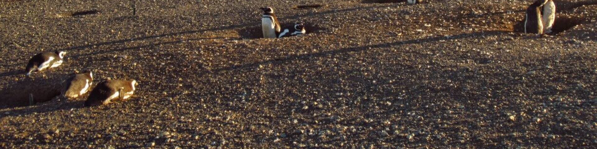 Typically the last tour to the island is by mid-March, therefore, plan your visit accordingly. In February the penguin colony is the largest as it is their mating season.