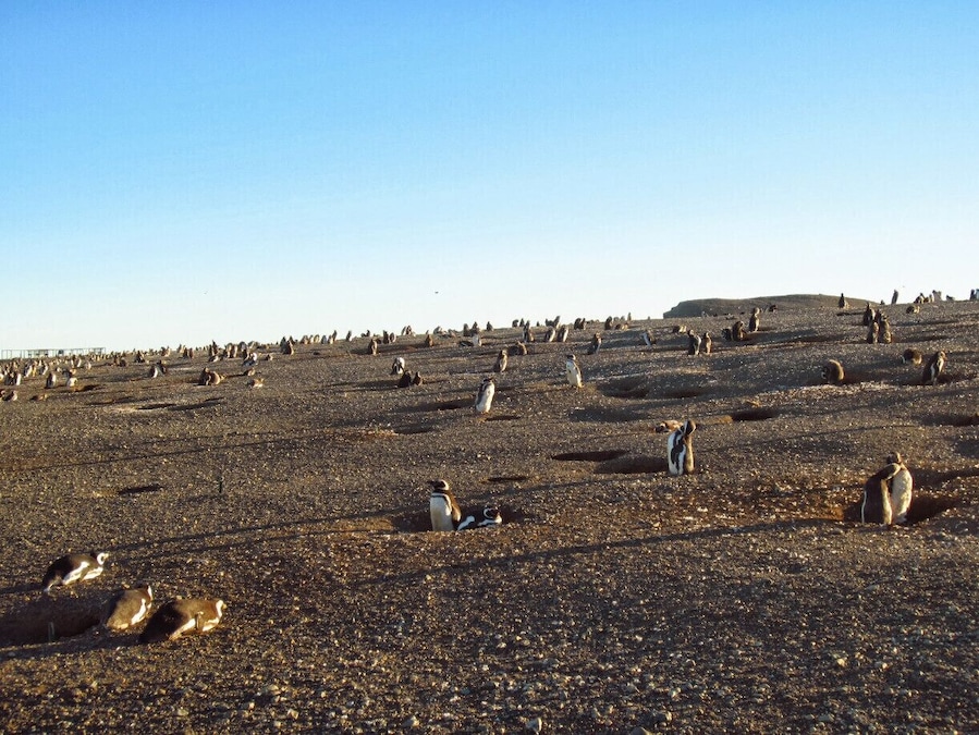 Typically the last tour to the island is by mid-March, therefore, plan your visit accordingly. In February the penguin colony is the largest as it is their mating season.