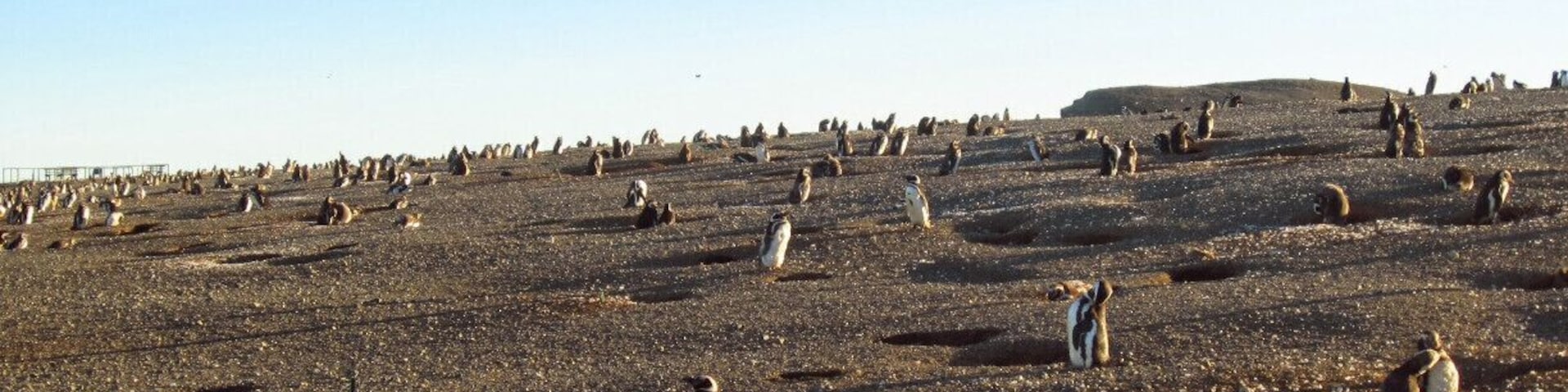 Typically the last tour to the island is by mid-March, therefore, plan your visit accordingly. In February the penguin colony is the largest as it is their mating season.