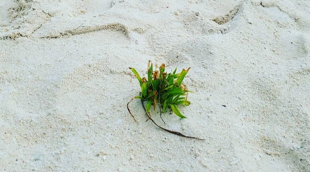 As a native of the Leyte Province, I can say that this gem is truly to be proud of. Kalanggaman Island offers the best white sands and amazing sandbar. Though just a small island but this place gives you that feeling like you're in a paradise. After supertyphoon Haiyan hit Leyte in 2013, this island paradise continue to stand strong and boost its beauty. Just like a true Waray, resilient, strong and beautiful. #Culture