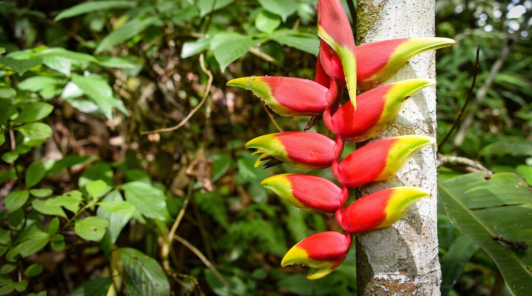 Heliconia plants in a tropical forest in the Chanchamayo region of Peru