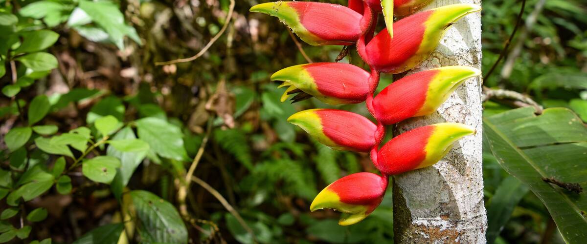 Heliconia plants in a tropical forest in the Chanchamayo region of Peru